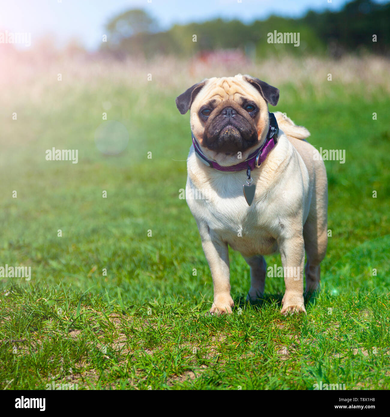 Pug dog stands on green grass. Pug walks on a summer day outdoors Stock ...