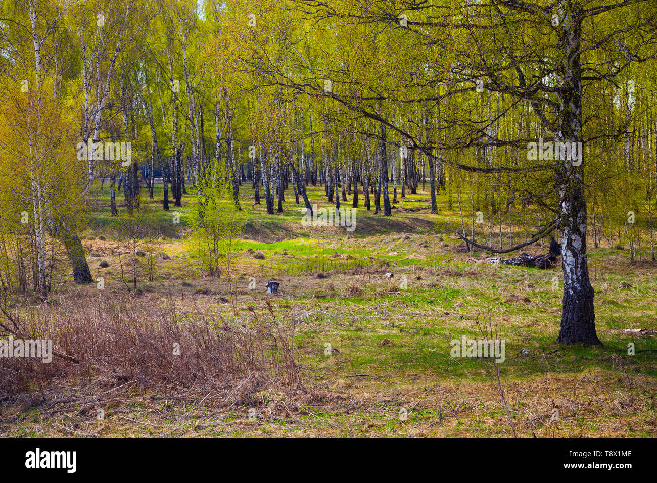 Birch grove. Forest on a sunny day. Beautiful spring landscape Stock ...
