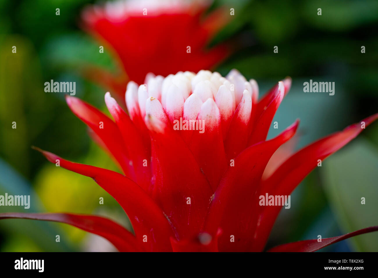 Bromeliad guzmania hope hi-res stock photography and images - Alamy