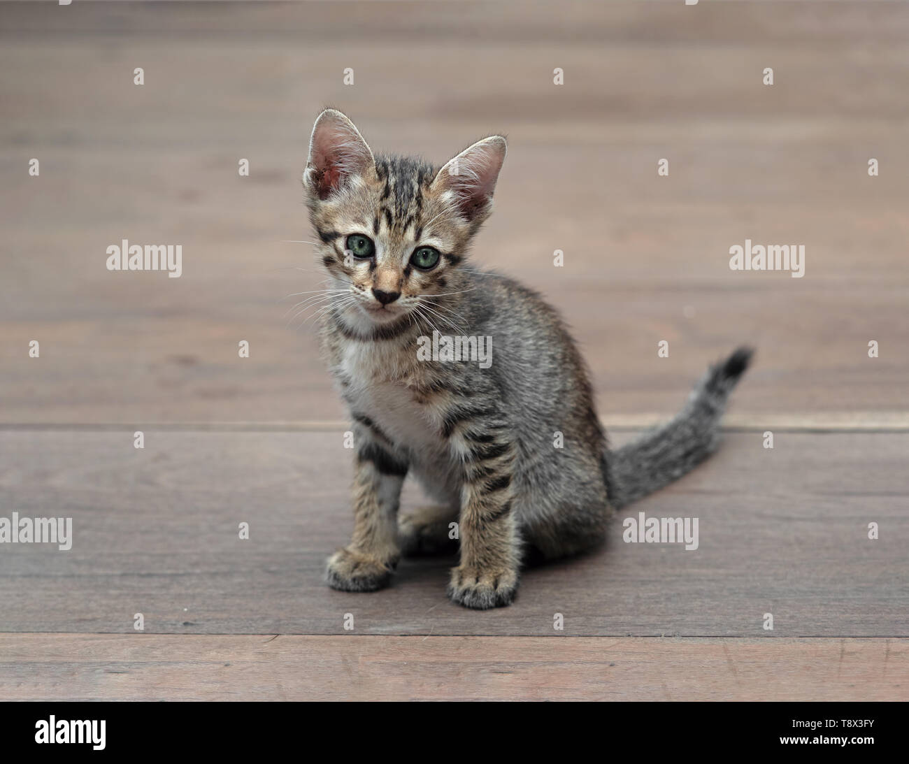 Closeup Cute Tabby Kitten on Wooden Floor Stock Photo - Alamy