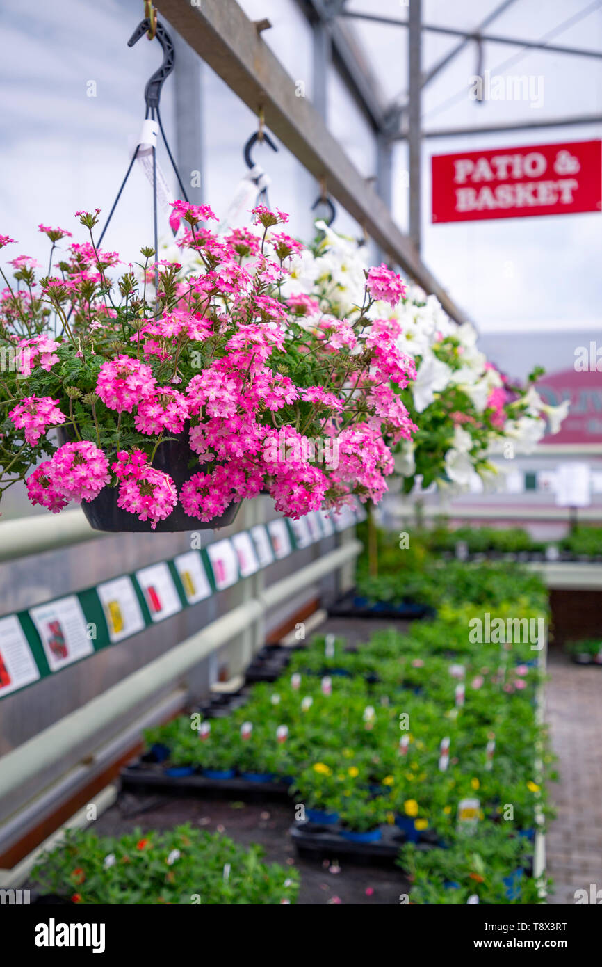 Trailing verbena hires stock photography and images Alamy