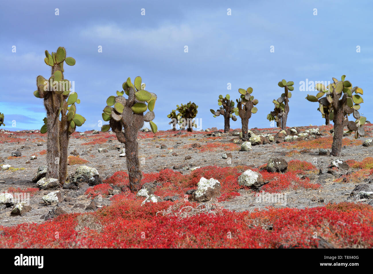 Landscape with Opuntia echios cactus and red sesuvium shrub plants in South Plaza Island. Vegetation changes color according to the season of the year Stock Photo