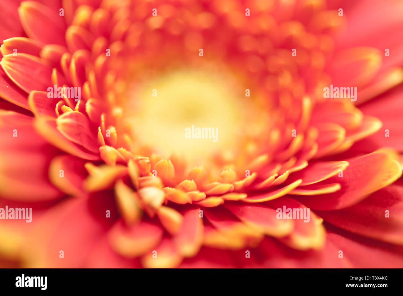 Gerbera daisy detail hi-res stock photography and images - Alamy