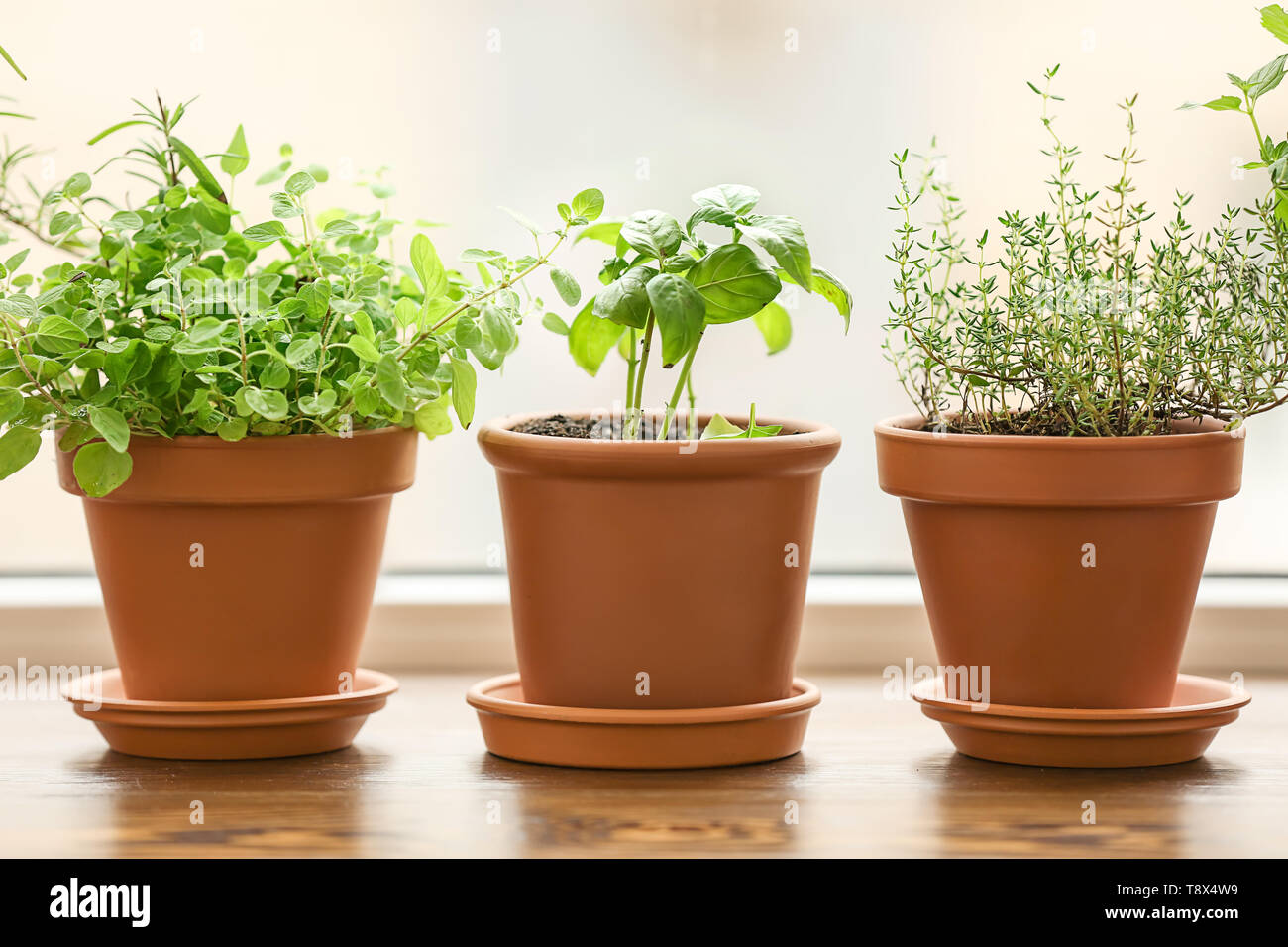 Pots With Fresh Aromatic Herbs On Wooden Windowsill Stock Photo