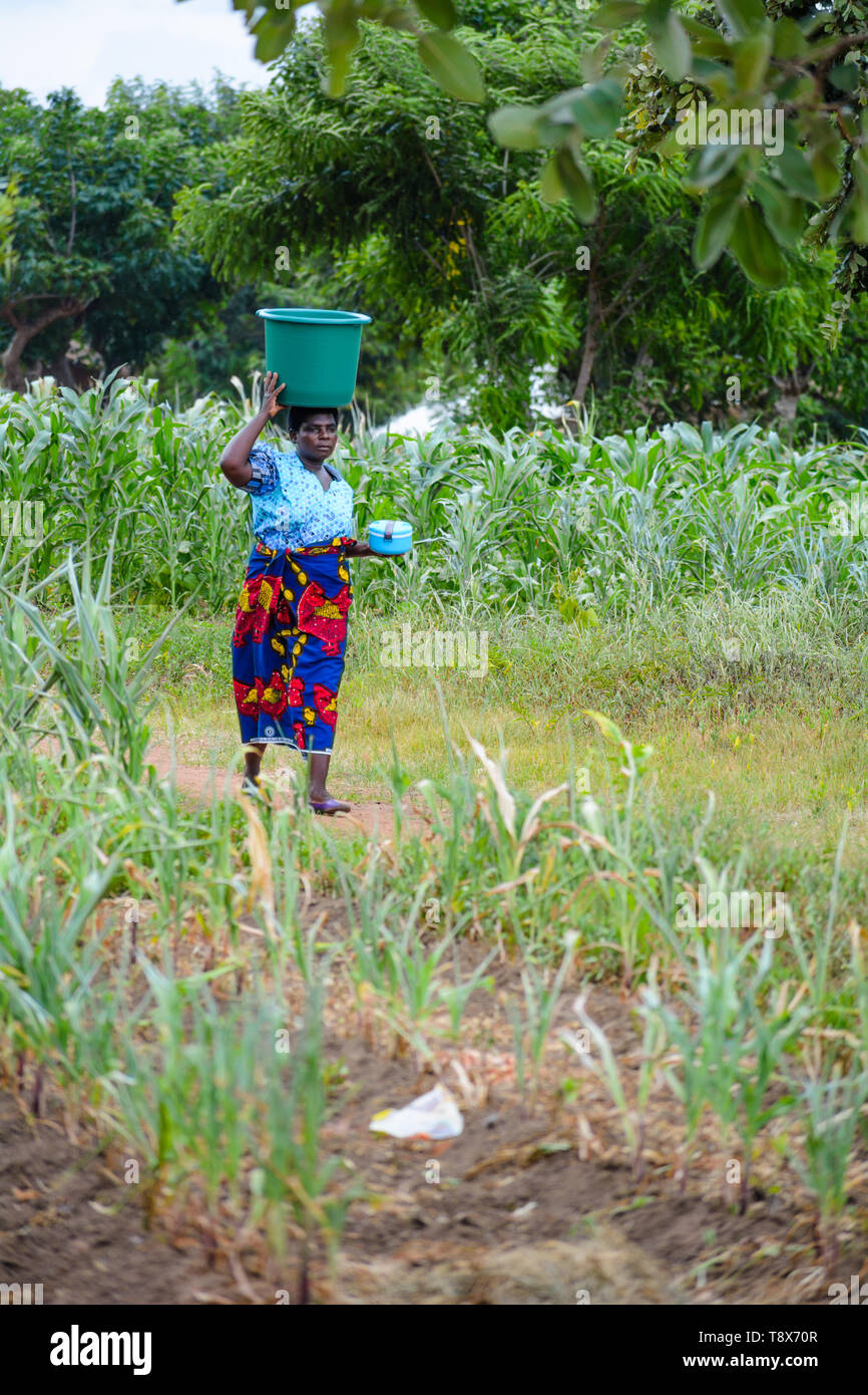 Malawian woman walks through a field of stunted maize carrying a ...