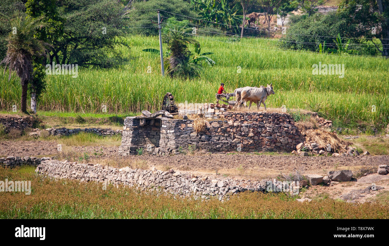 Cattle driving a water wheel in rural Rajasthan, India Stock Photo