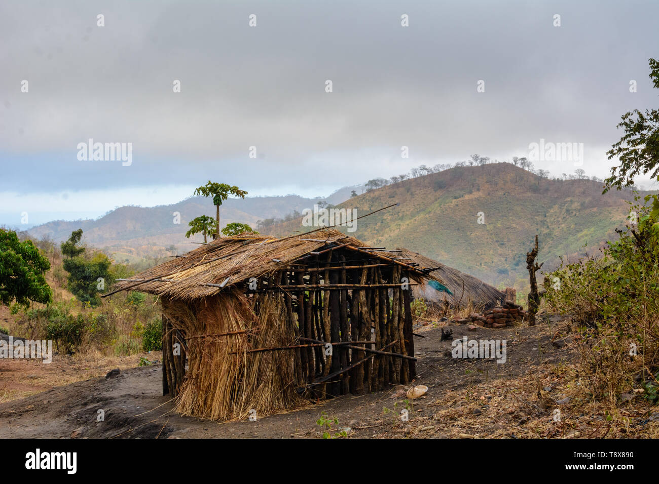 Papaya trees africa hi-res stock photography and images - Alamy