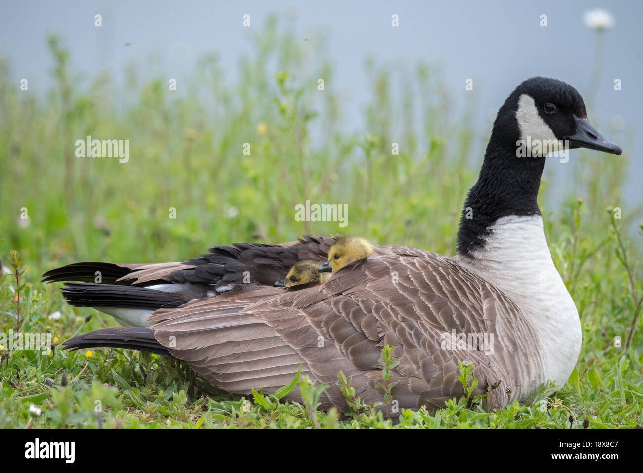 Canada goose goslings resting under parent's wing Stock Photo