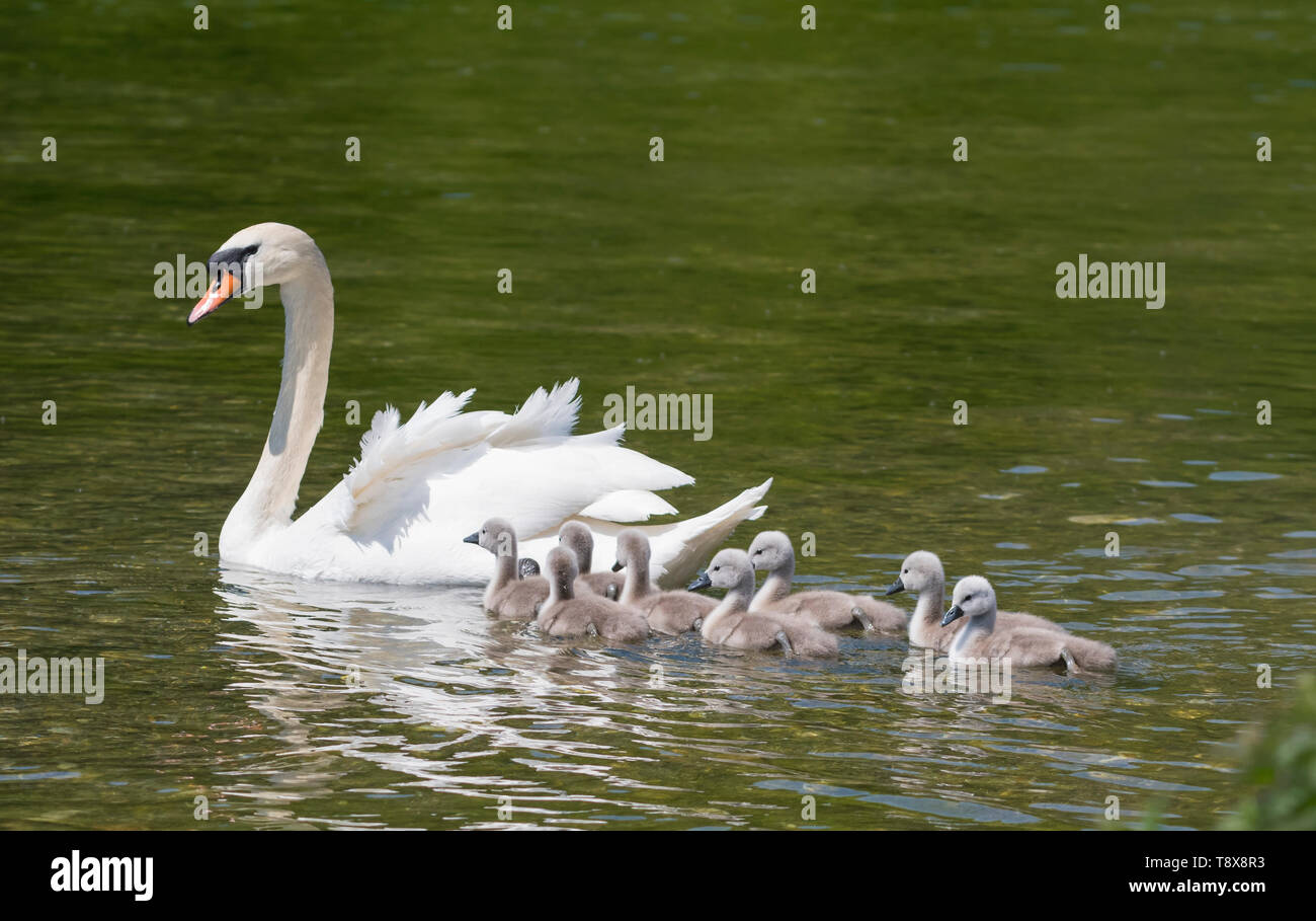 White Mute Swan cygnets (Cygnus olor) swimming in water with Mother in Spring in West Sussex, England, UK. Young baby cygnets, newly born. Stock Photo