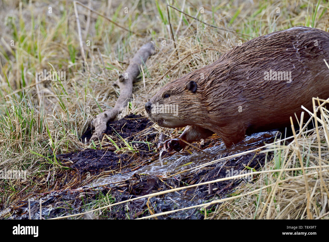 A side view of an adult beaver "Castor canadensis", traveling down a
