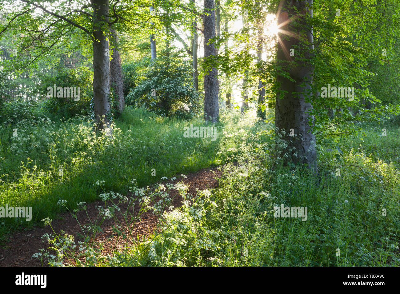Barton-upon-Humber, North Lincolnshire, UK. 15th May, 2019. UK Weather: Early morning light among the Beech Trees in Baysgarth Park in Spring. Barton-upon-Humber, North Lincolnshire, UK. 15th May, 2019. Credit: LEE BEEL/Alamy Live News Stock Photo