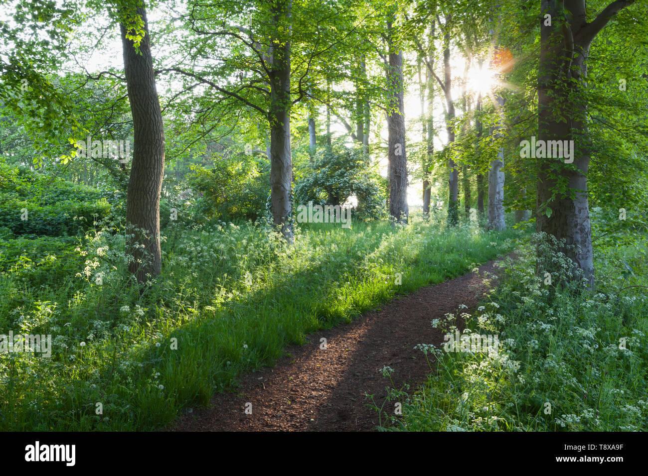 Barton-upon-Humber, North Lincolnshire, UK. 15th May, 2019. UK Weather: Early morning light among the Beech Trees in Baysgarth Park in Spring. Barton-upon-Humber, North Lincolnshire, UK. 15th May, 2019. Credit: LEE BEEL/Alamy Live News Stock Photo