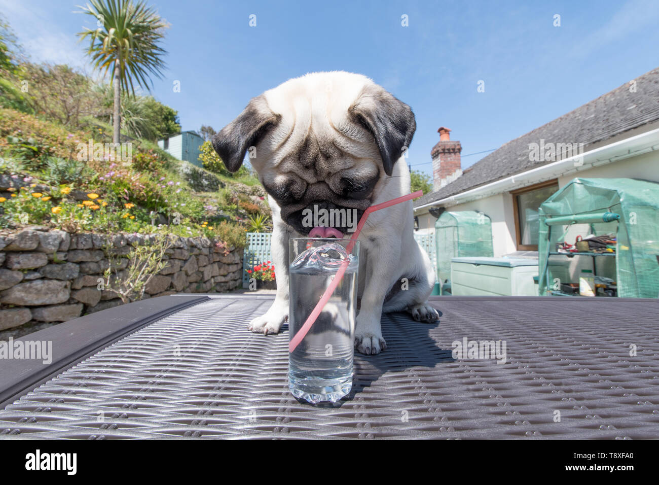 Cute Pug dog with a glass of water outside in hot weather Stock Photo