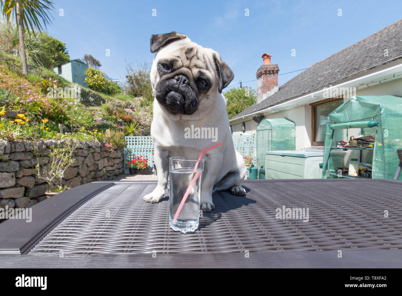 Cute Pug dog with a glass of water outside in hot weather Stock Photo