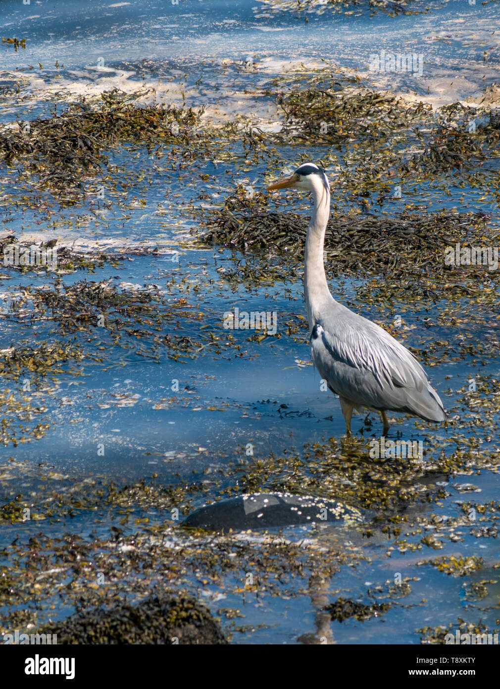 South Queensferry, Scotland, United Kingdom, 15 May 2019. UK Weather: A hot sunny day on the Firth of Forth coast.  A grey heron cools off in the sea among seaweed Stock Photo