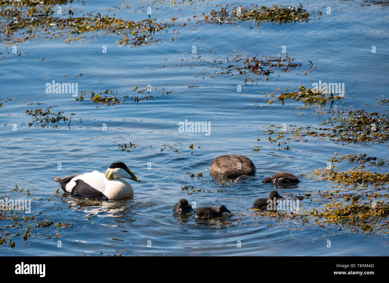 South Queensferry, Scotland, United Kingdom, 15 May 2019. A male drake and female eider duck  take their young ducklings for a swim in the Firth of forth Stock Photo