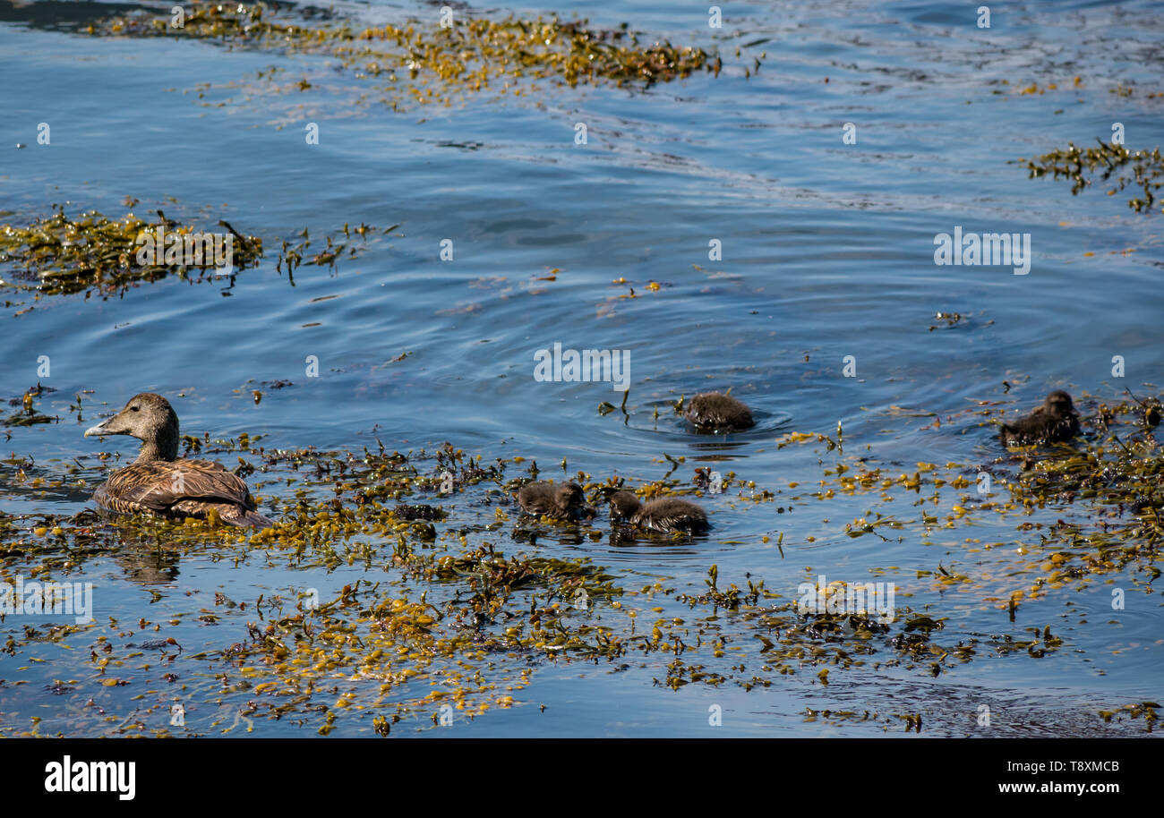 South Queensferry, Scotland, United Kingdom, 15 May 2019. A female Eider duck takes her brood of young ducklings for a swim and chance to learn how to dive on the coast of the Firth of Forth Stock Photo