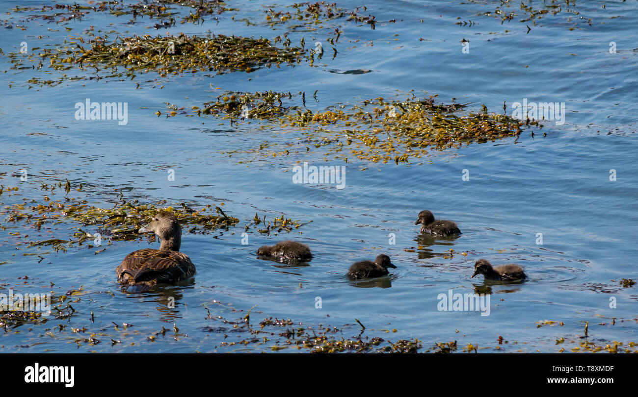 South Queensferry, Scotland, United Kingdom, 15 May 2019. A female Eider duck takes her brood of young ducklings for a swim and chance to learn how to dive on the coast of the Firth of Forth Stock Photo