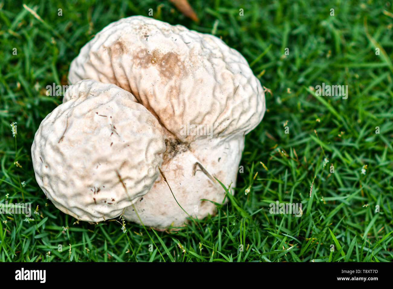 Skull puffball is a species of giant white mushroom. Stock Photo