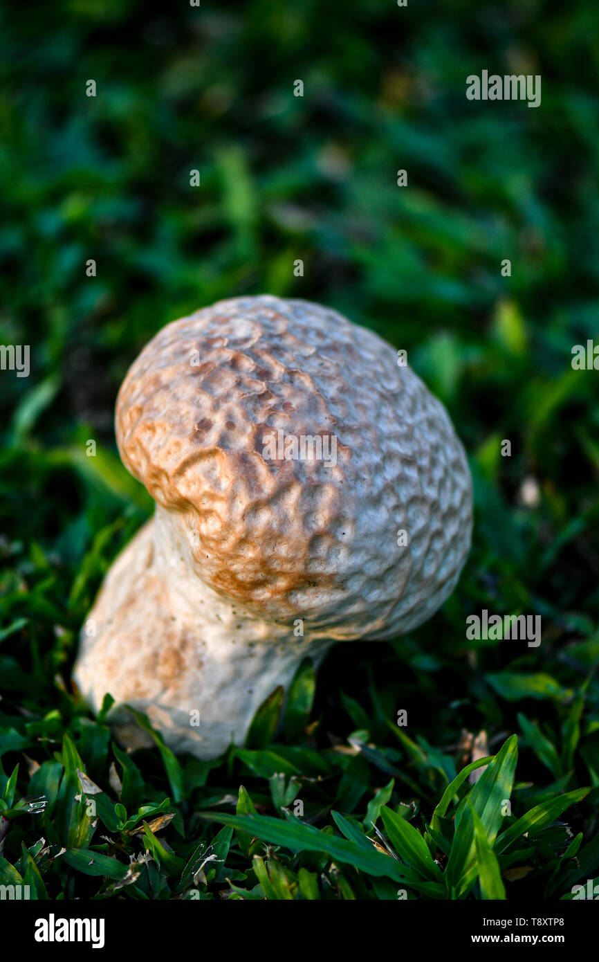 Skull puffball is a species of giant white mushroom. Stock Photo