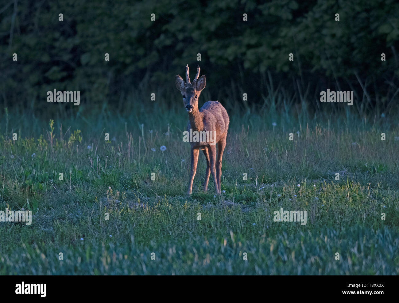 Roe deer spring hi-res stock photography and images - Alamy