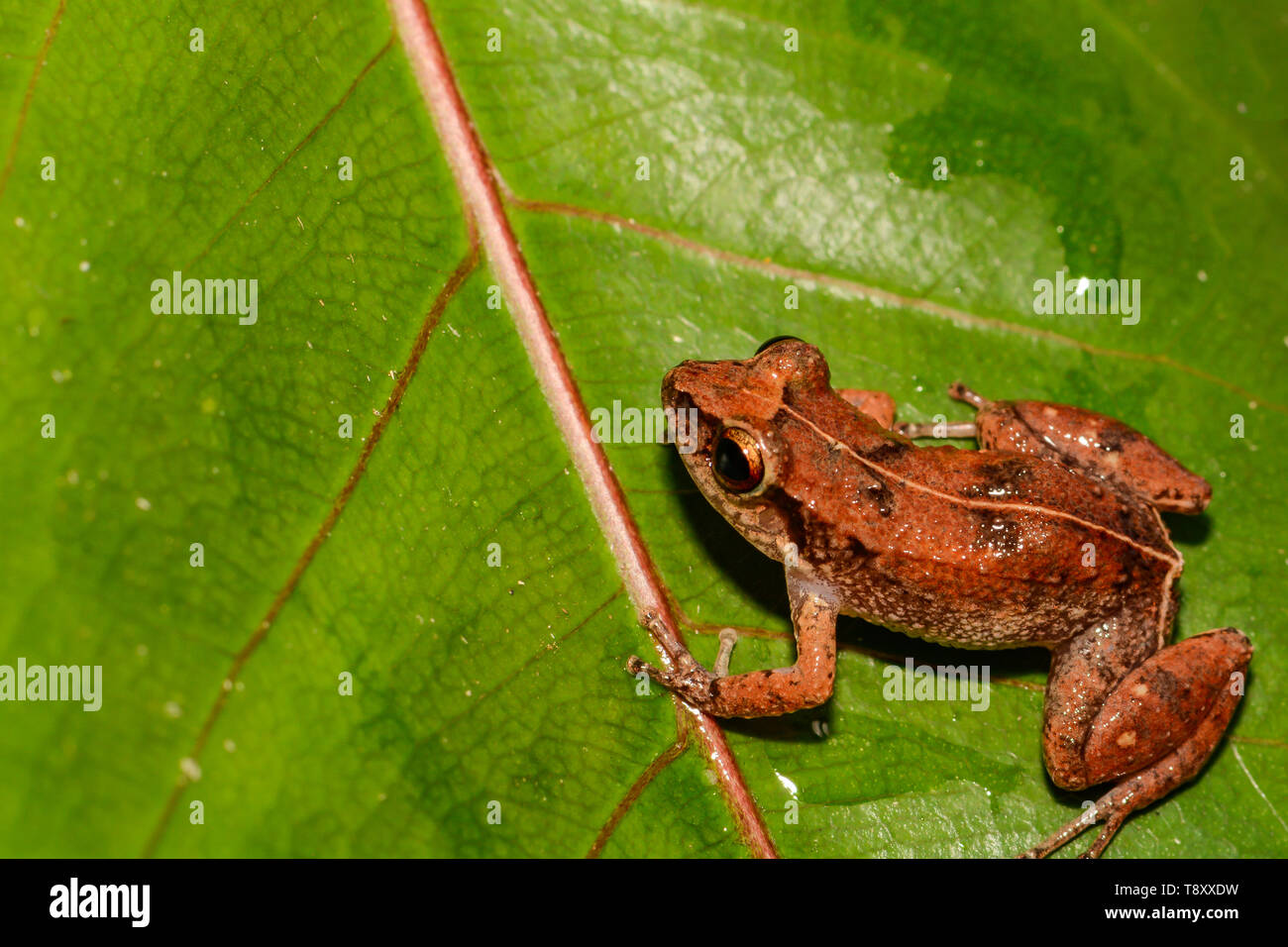 Lesser Antillean Whistling Frog (Eleutherodactylus johnstonei) Stock Photo