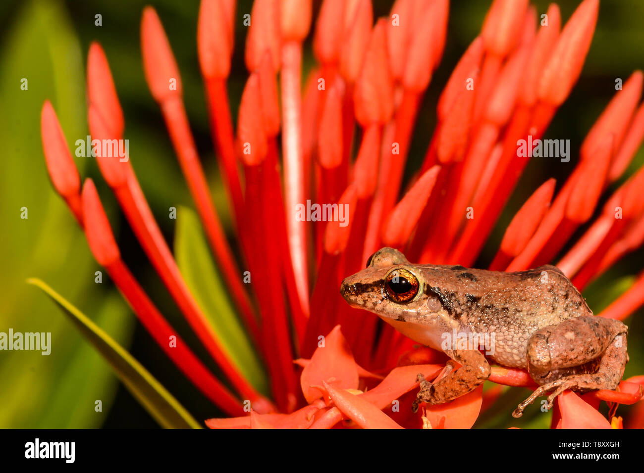 Lesser Antillean Whistling Frog (Eleutherodactylus johnstonei) Stock Photo