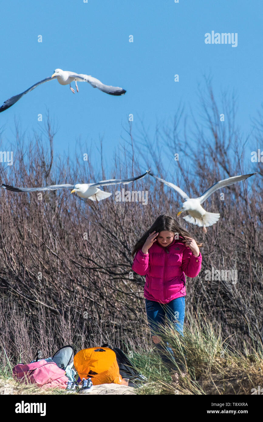 A young teenage girl being mobbed by seagulls at Fistral in Newquay in Cornwall. Stock Photo