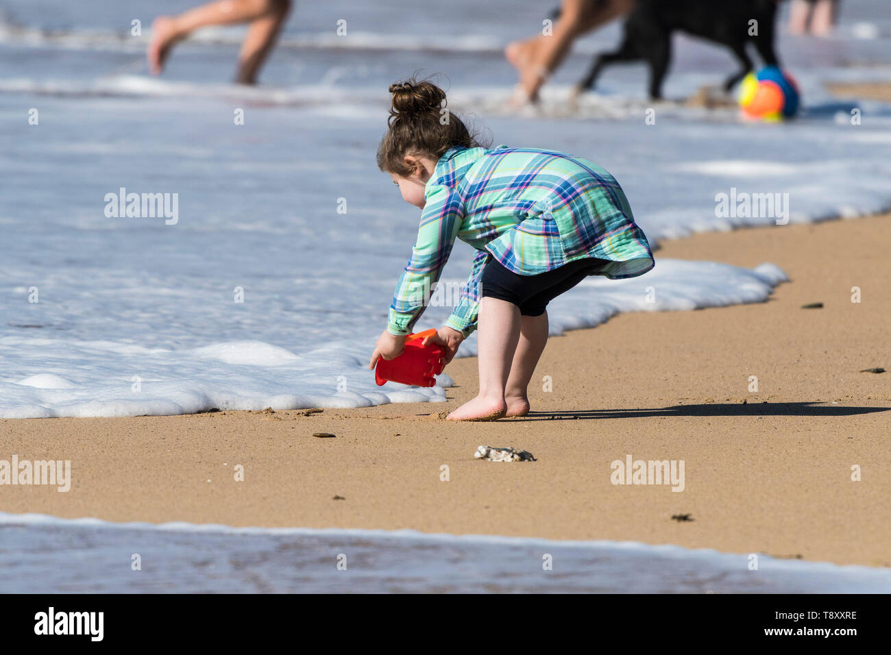 A toddler trying to fill her bucket with seawater without getting her feet wet on Fistral in Newquay in Cornwall. Stock Photo