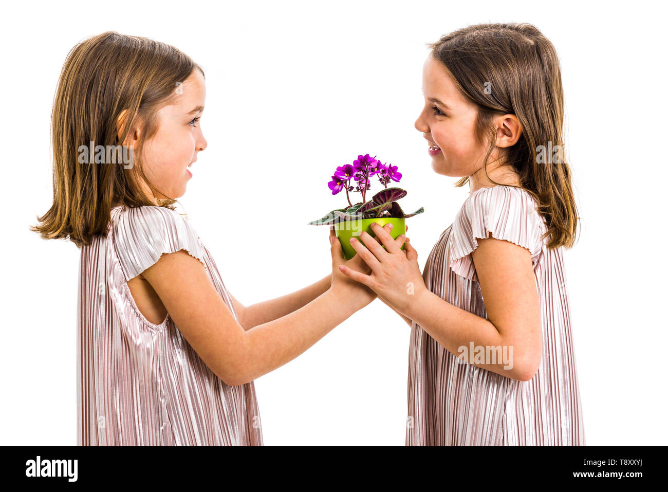 Identical twin girl giving viola flower pot to her sister. Little girl child is giving a gift or present of flowers to her sister. Profile view, studi Stock Photo