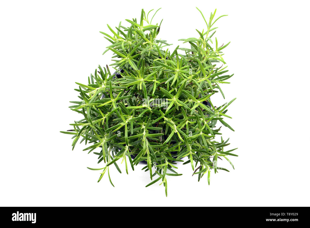 Rosemary herb flowerpot on white isolated background. top view Stock
