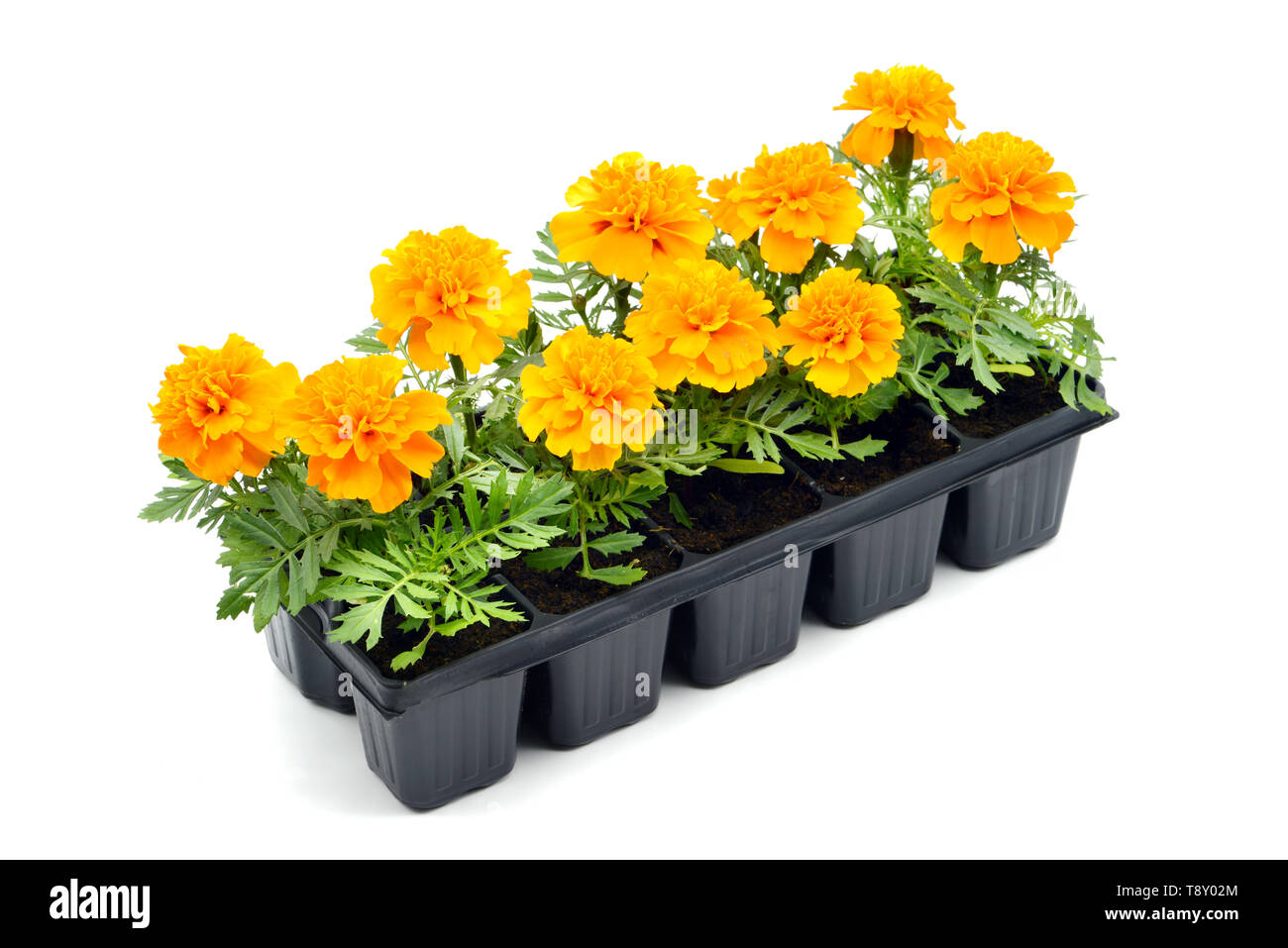 orange Tagetes flower tray box on white isolated background Stock Photo
