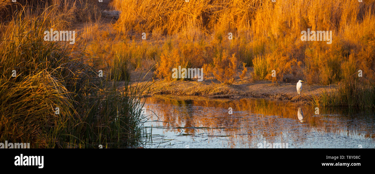 GARCETA GRANDE (Ardea alba), fReserva Natural del Humedal de Azraq. Jordania, Oriente Medio Stock Photo