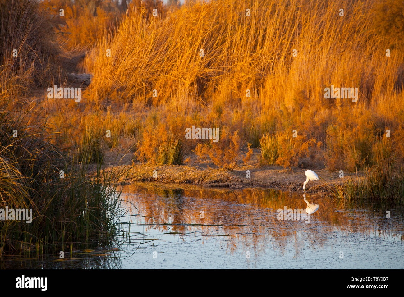 GARCETA GRANDE (Ardea alba), fReserva Natural del Humedal de Azraq. Jordania, Oriente Medio Stock Photo