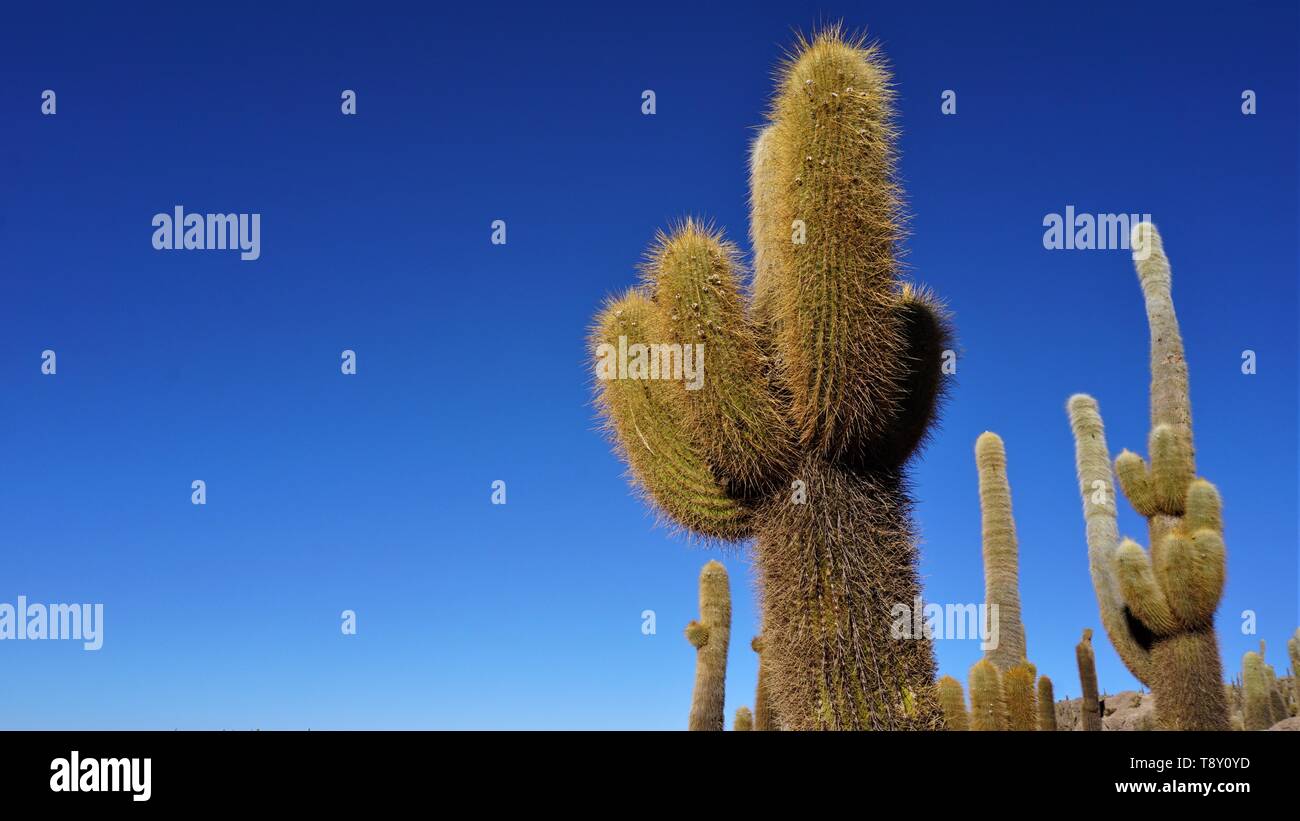 Giant cacti in the Bolivian Salt Flats. Stock Photo