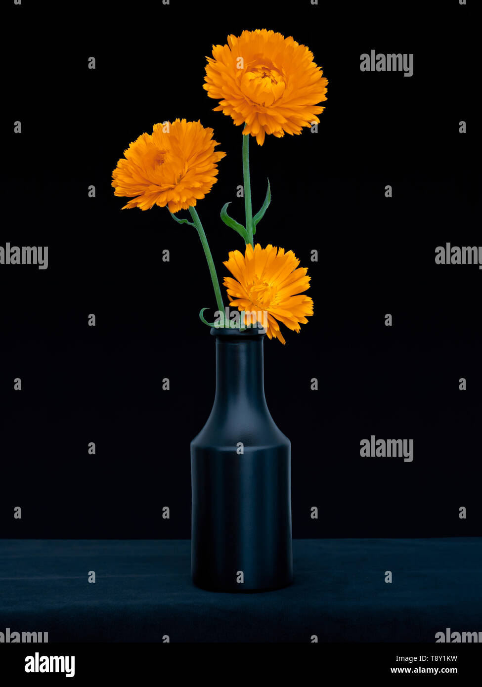 Bright orange marigold flowers, Calendula officinalis, against deep blue background. Edible medicinal herb. Still life in dark vase. Stock Photo