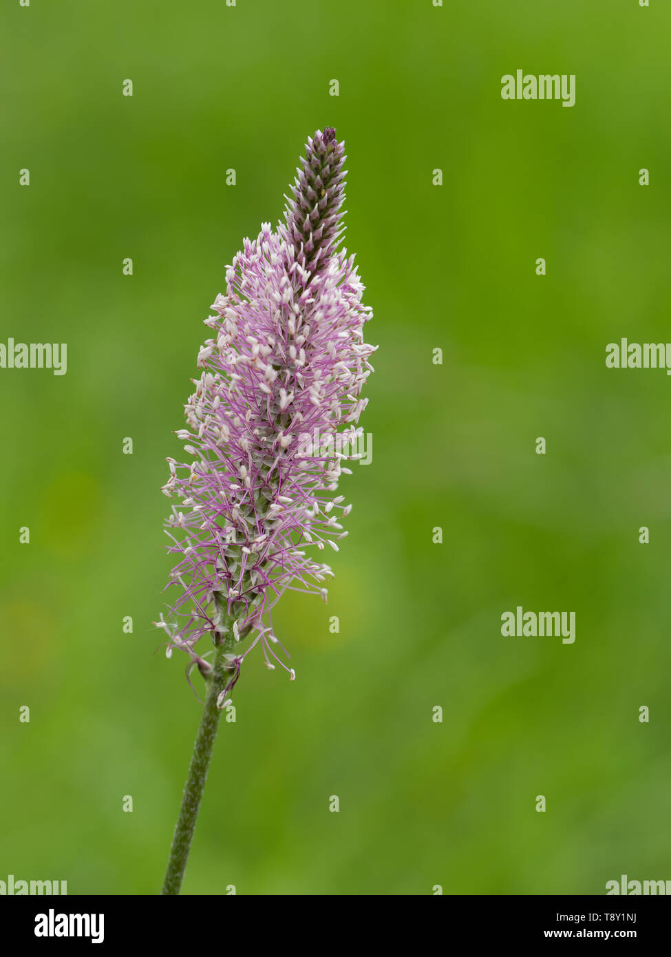 Hoary plantain flower against defocussed, blurry natural background. Plantago media. Stock Photo