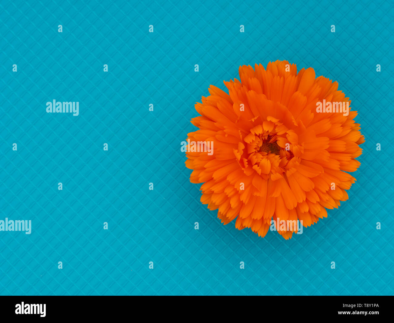 Marigold Flower Calendula Officinalis On Bright Turquoise Cullinary Background Edible Medicinal Herb Stock Photo Alamy