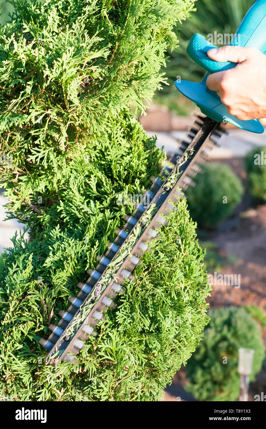 Topiary Shears Stock Photos Topiary Shears Stock Images Alamy