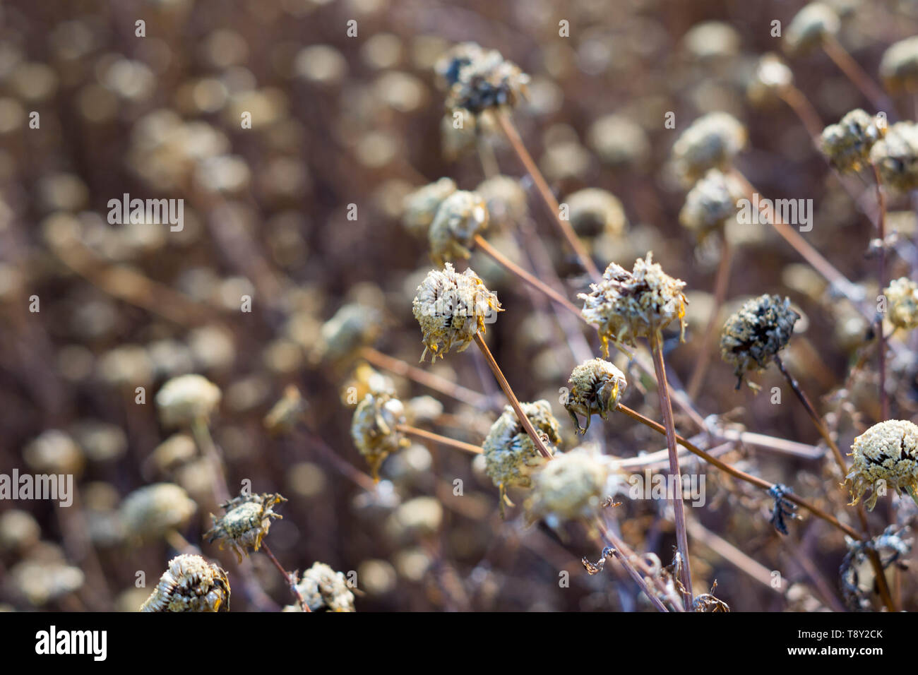 a field of dead wildflowers at the tijuana estuary Stock Photo Alamy