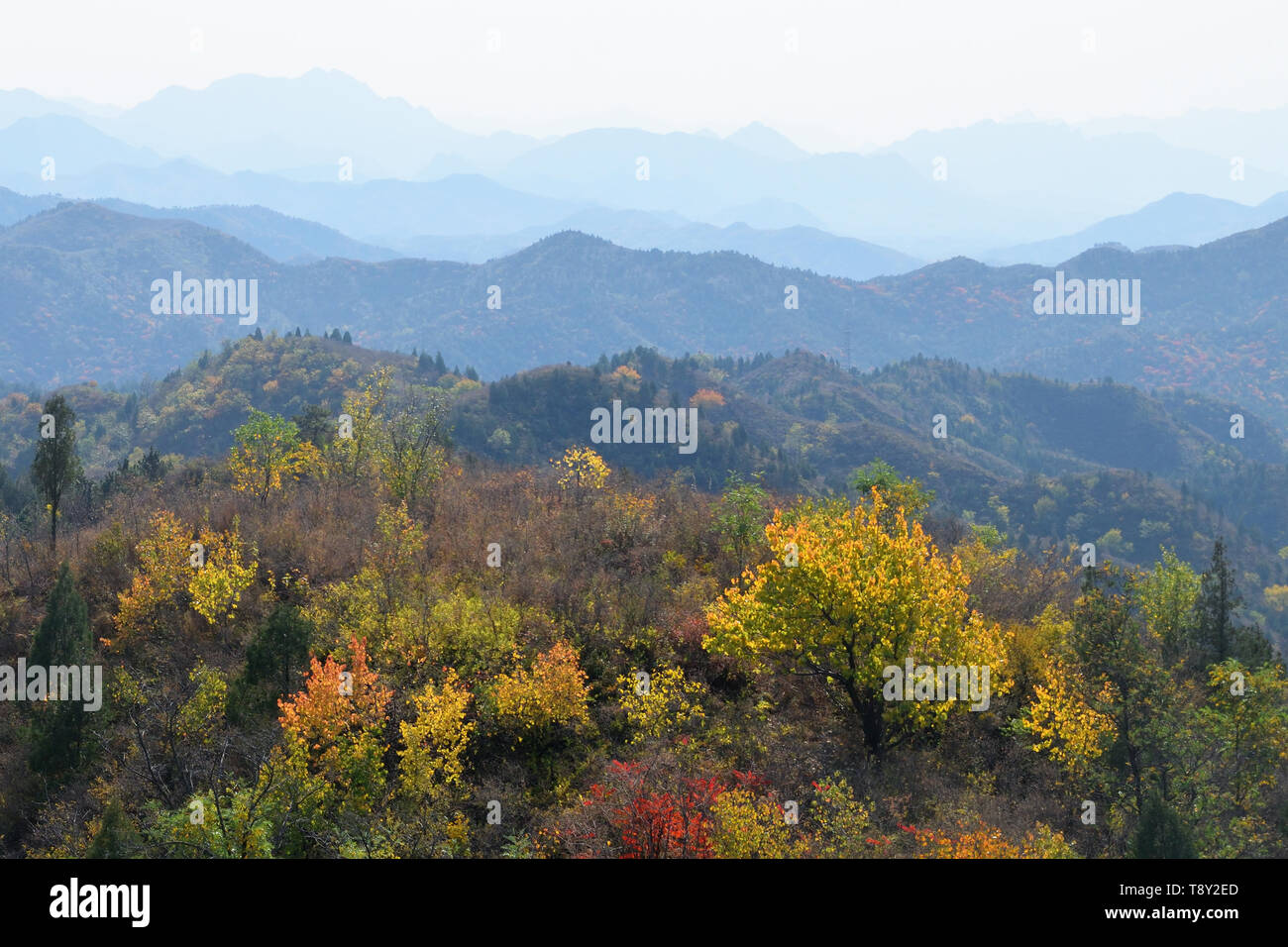 Autumn forest in the mountains of northern China. Autumn Trees turning gold in the mountains of Beijing Province, northern China, taken from the Great Stock Photo