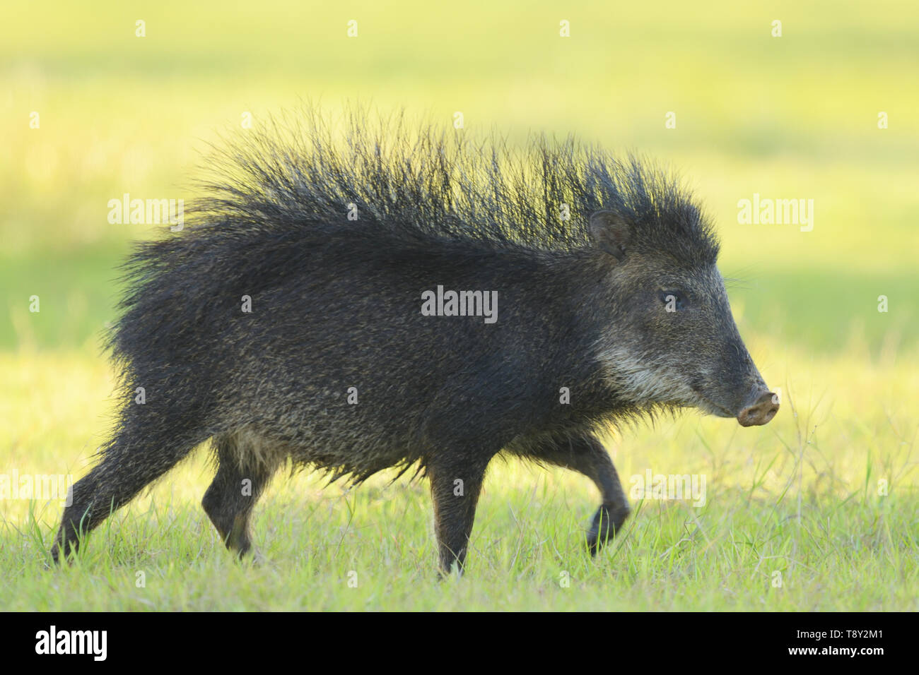 Male White-lipped Peccary (Tayassu pecari) with bristles raised in the Pantanal, Brazil. Stock Photo