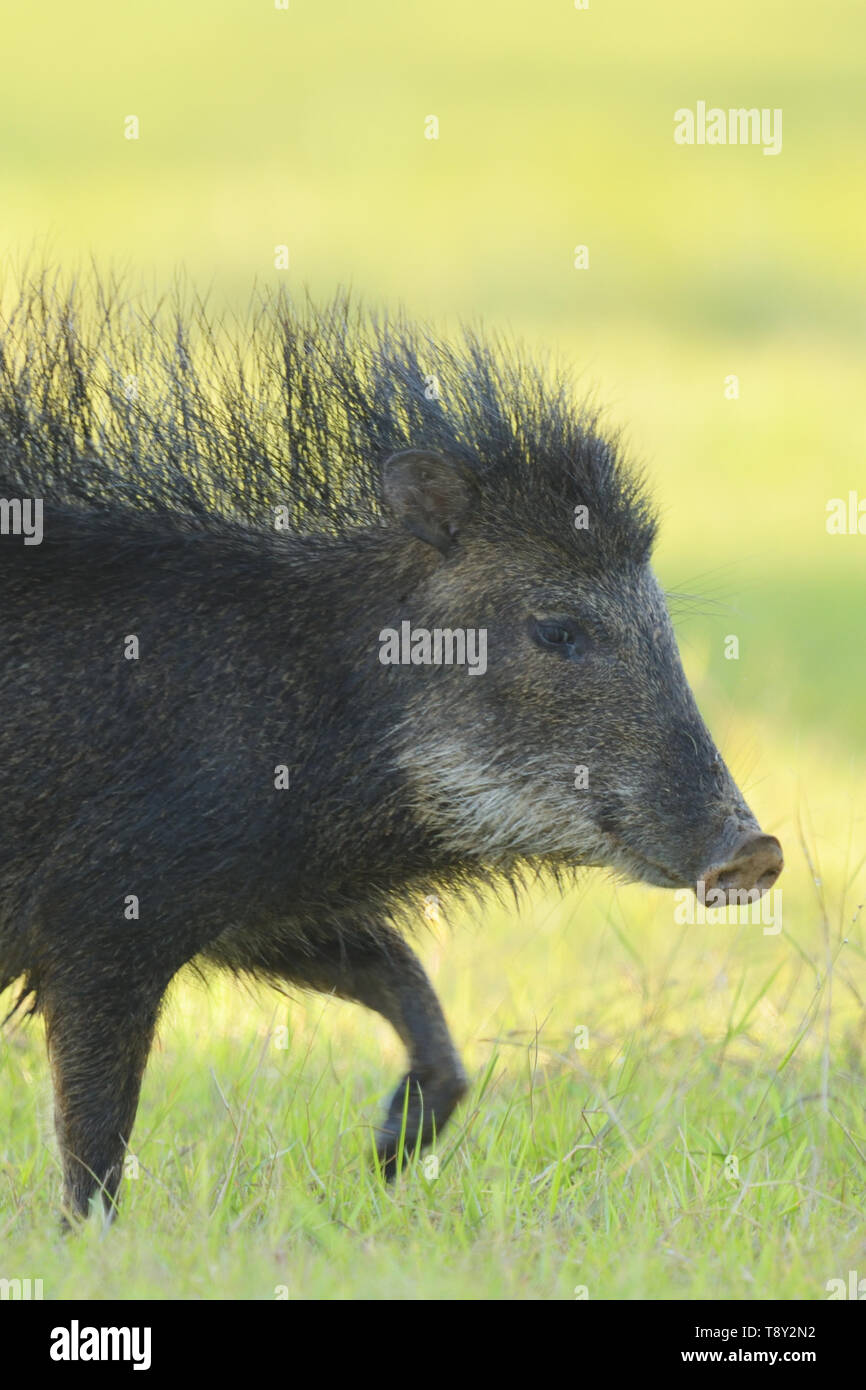 Male White-lipped Peccary (Tayassu pecari) with bristles raised in the Pantanal, Brazil. Stock Photo