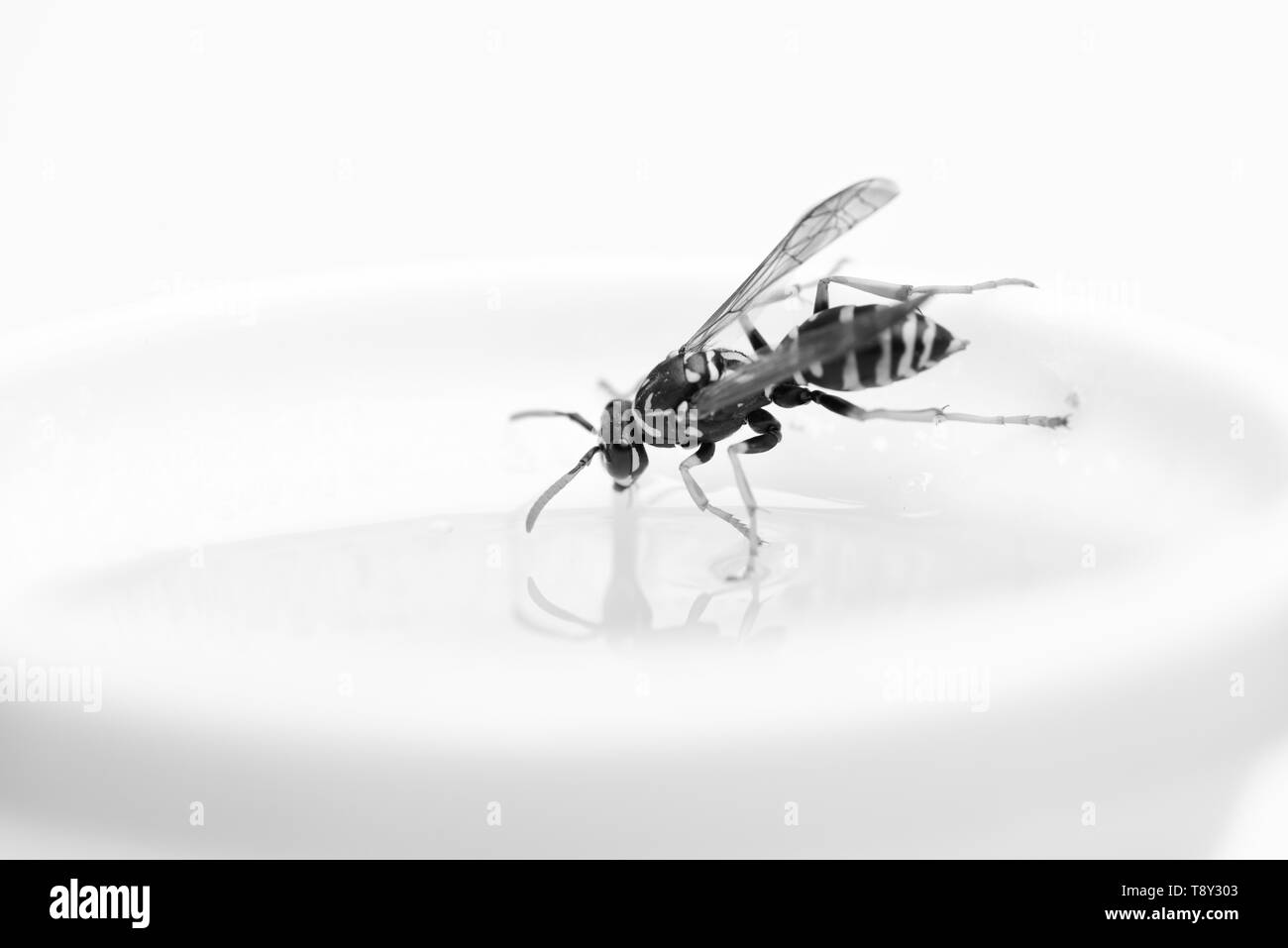 Honey bee Black and White Stock Photos & Images Alamy