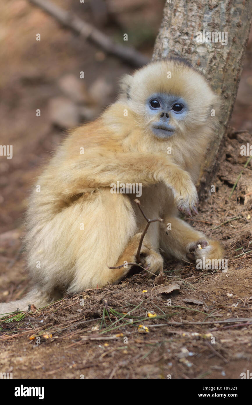 Baby Golden Snub-nosed Monkey (Rhinopithecus roxellana) searching for ...
