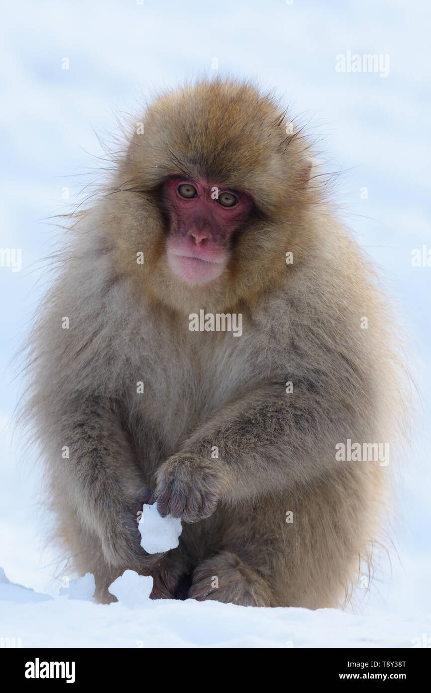 Japanese Macaque or Snow Monkey (Macaca fuscata) in the mountains of Joshinestsu Kogen National Park, Japan. Stock Photo