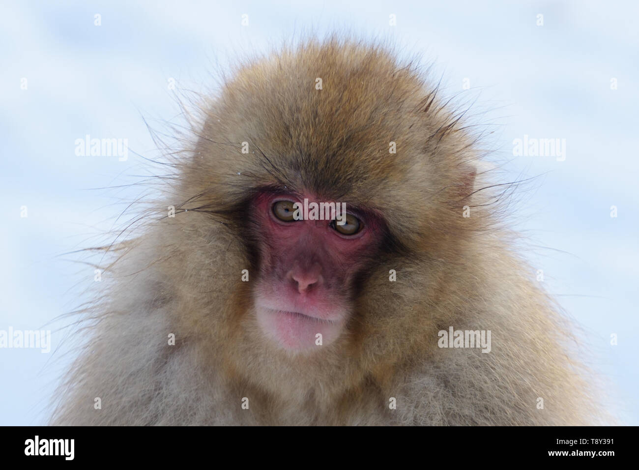Japanese Macaque or Snow Monkey (Macaca fuscata) in the mountains of Joshinestsu Kogen National Park, Japan. Stock Photo