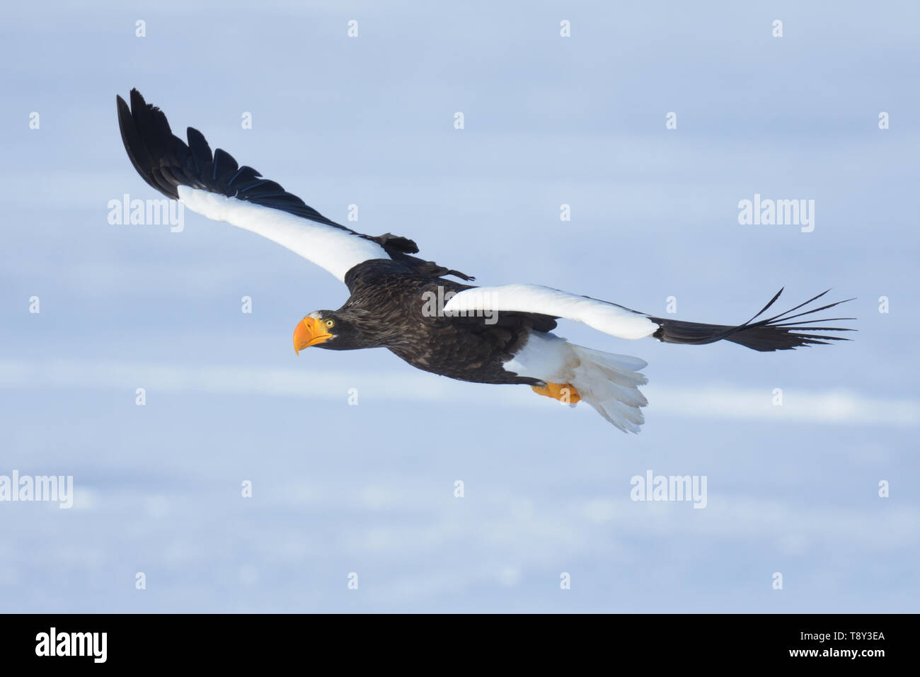 Steller's Sea Eagle (Haliaeetus pelagicus) flying over the frozen Lake Furen, Hokkaido Island, Japan. Stock Photo