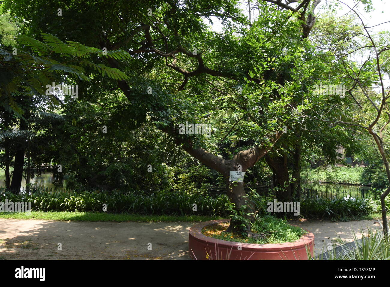 Millettia pinnata or Pongam Oiltree at the Alipore Zoological Garden in Kolkata, India. Stock Photo