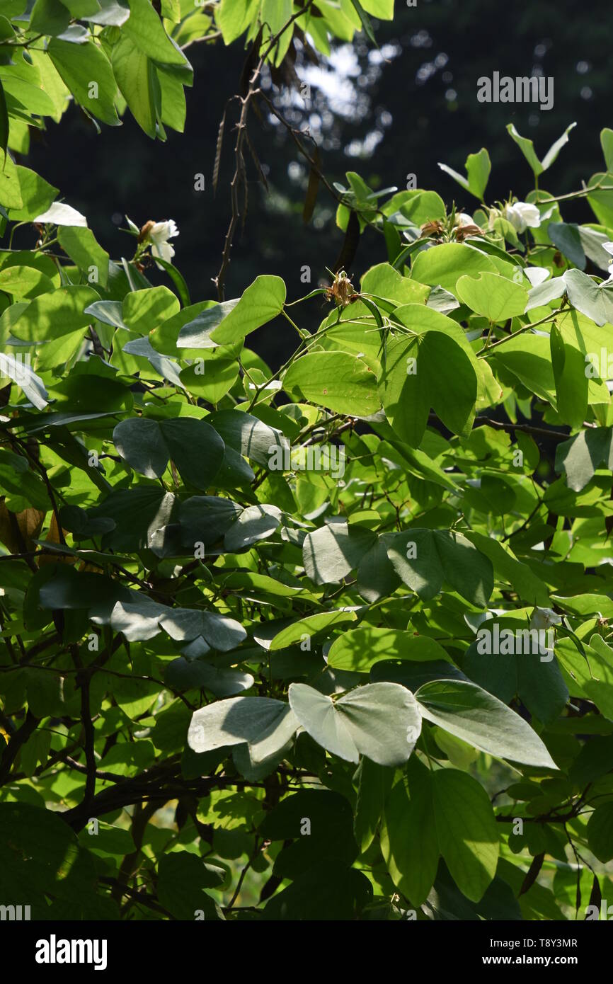 Bauhinia acuminata or White Orchid-tree at the Alipore Zoological Garden in Kolkata, India. Stock Photo